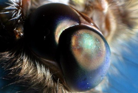Moth